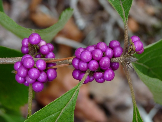{Callicarpa americana}